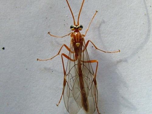 Ophion (obscuratus)